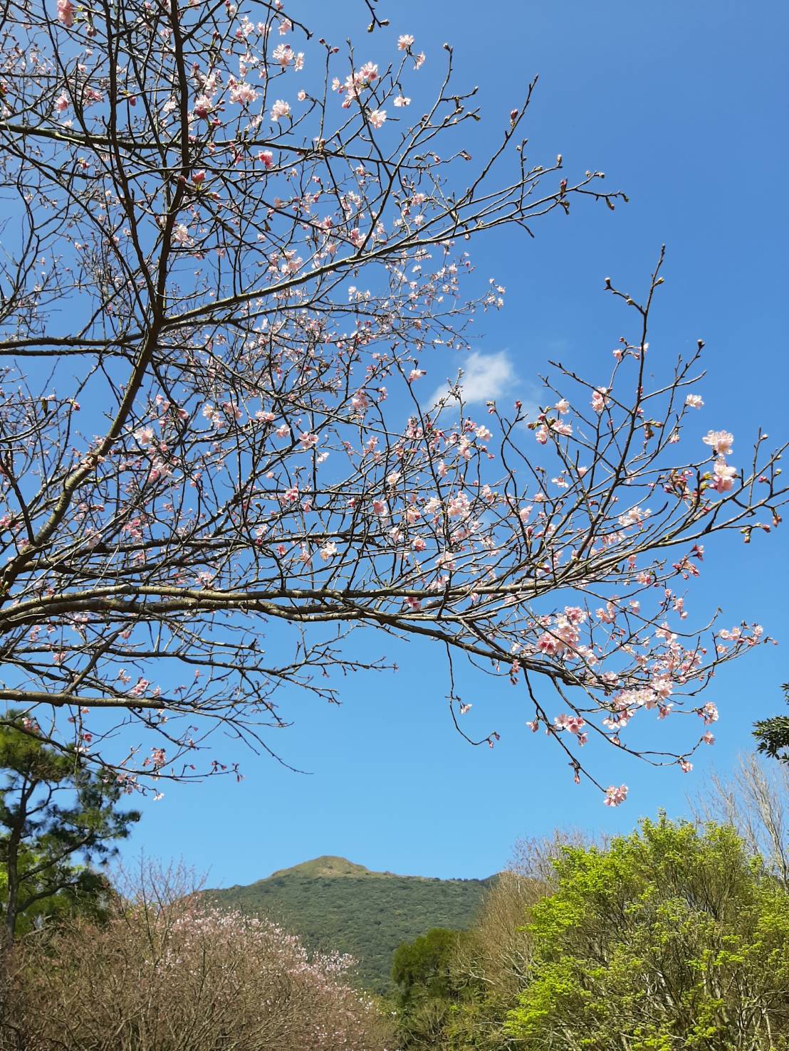 陽明山國家公園春櫻綻放(圖片提供/Linda Wang)