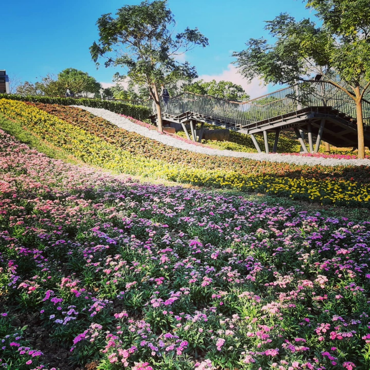 北投社三層崎公園花海美景(圖片提供/Linda Wang)