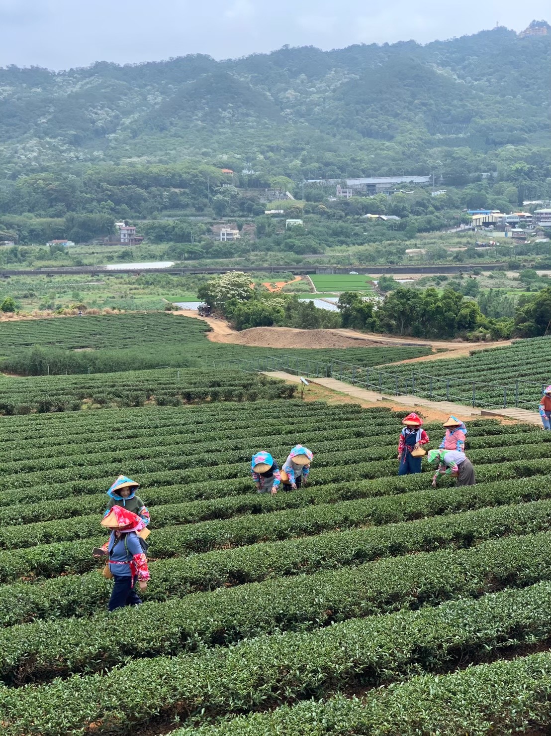 台灣農林銅鑼茶廠