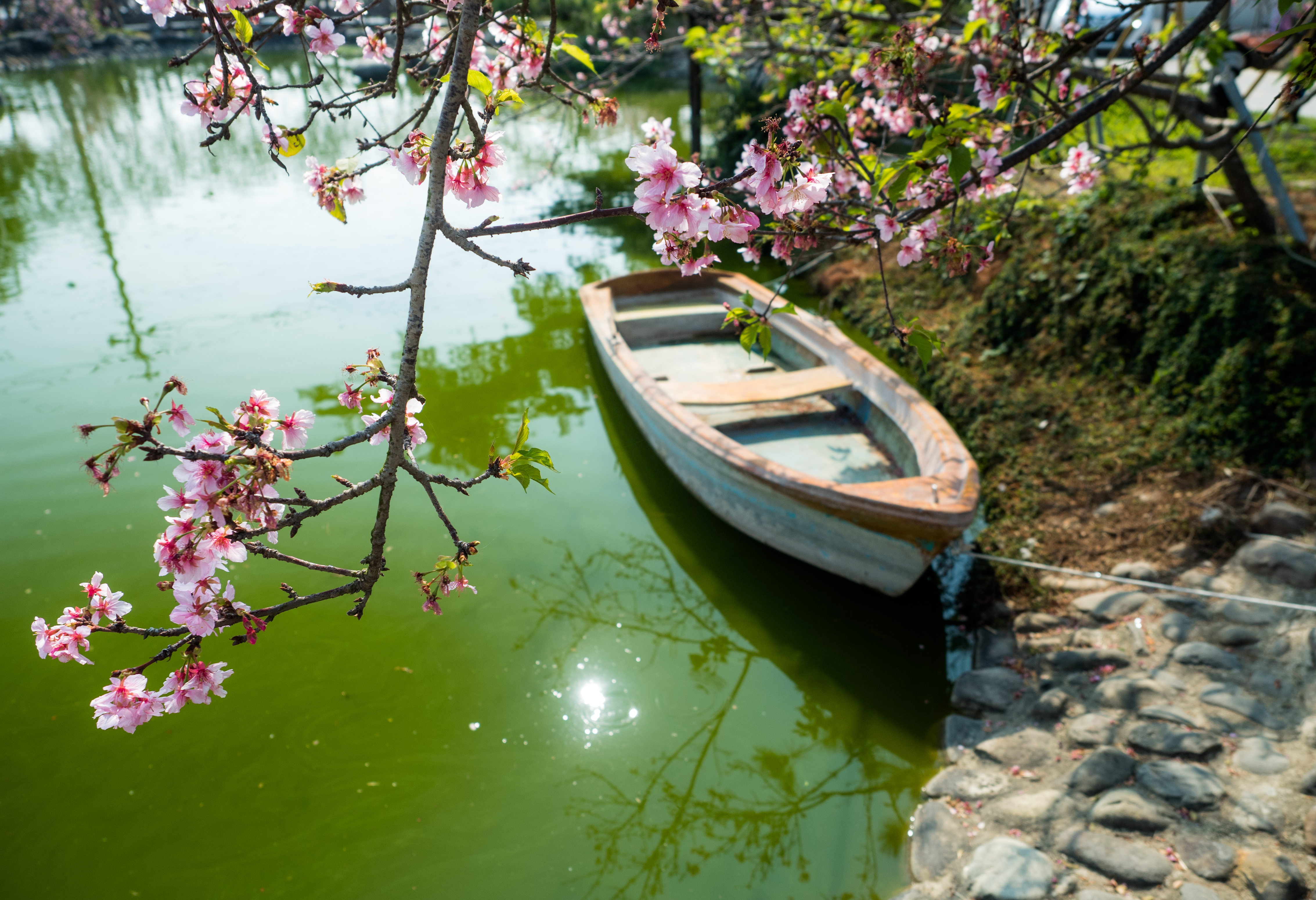 彰化芬園花卉生產休憩園區櫻花美景（圖片提供/廖宏暨）
