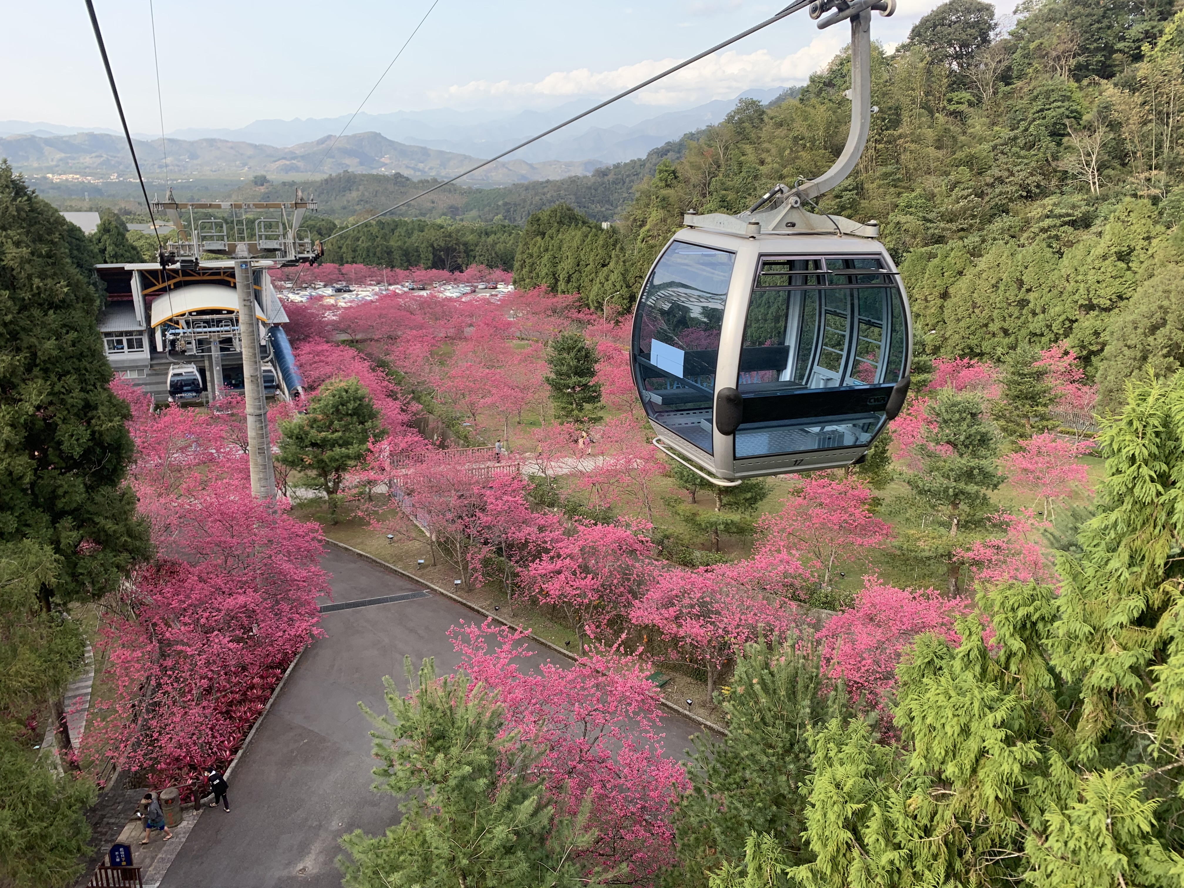 2022年《九族櫻花祭》將於02/06～03/06登場（圖片提供/九族文化村）