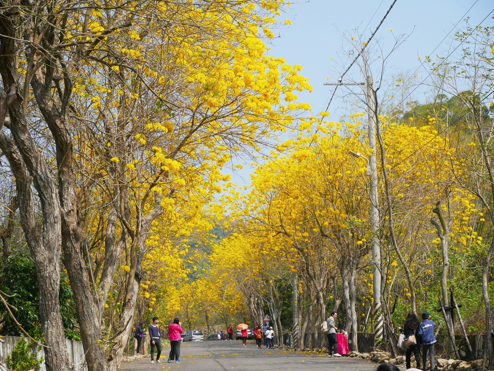 彰化二水坑內坑黃花風鈴木盛開時的美景(圖片提供/彰化縣政府城市暨觀光發展處)