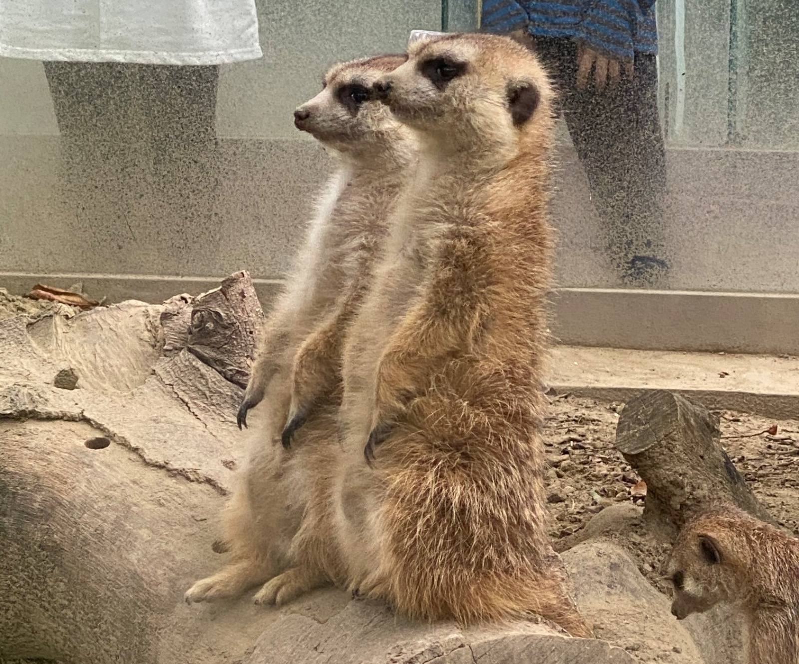 頑皮世界野生動物園