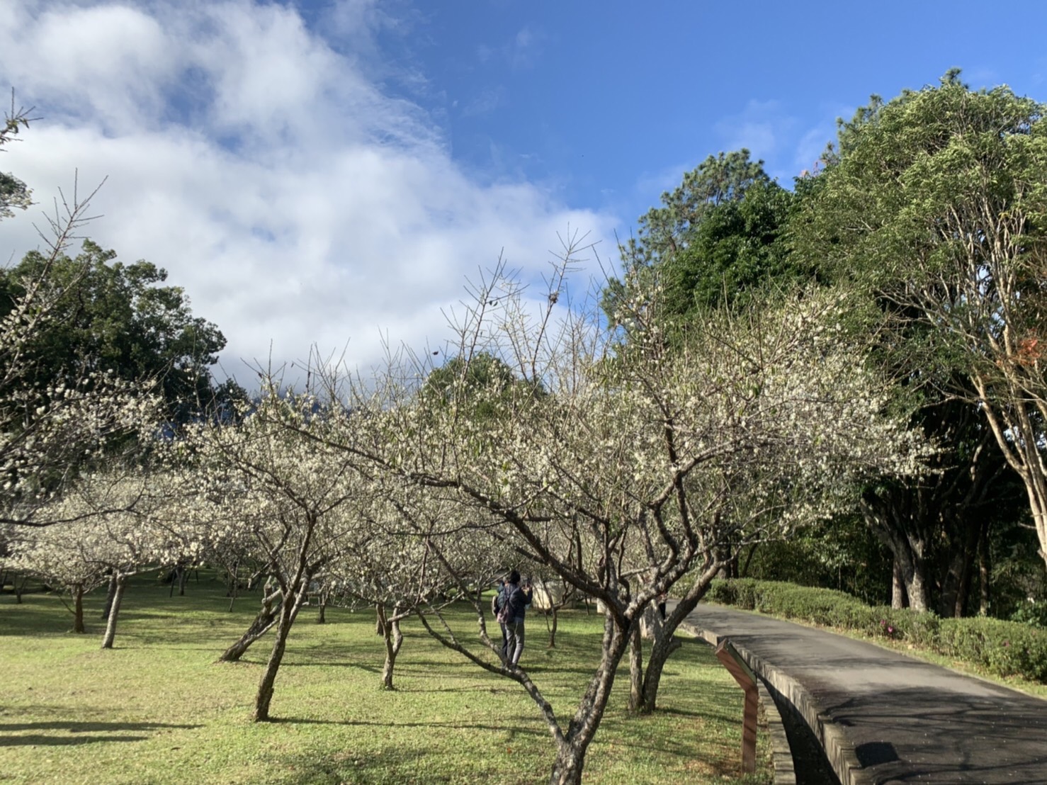 桃園角板山行館梅園面積廣達2公頃，種植296棵梅樹，為北台灣最大的梅園之一。（圖片提供/桃園市政府觀光旅遊局）