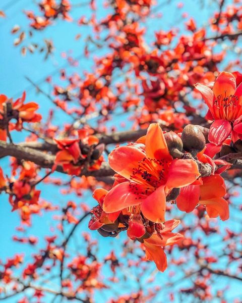 林初埤木棉花道 @lu Lu 