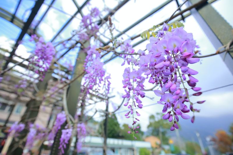 紫藤花季賞花景點推薦  嘉義瑞里風景區