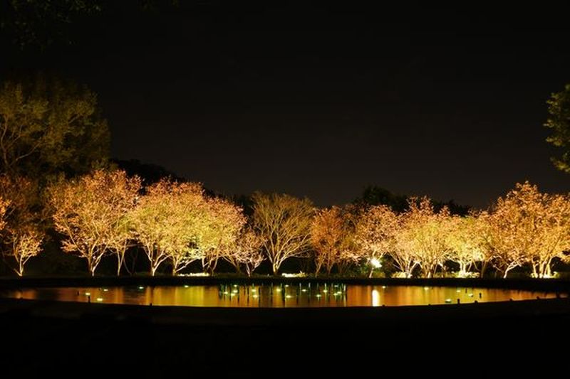 陽明山櫻花季夜櫻點燈活動