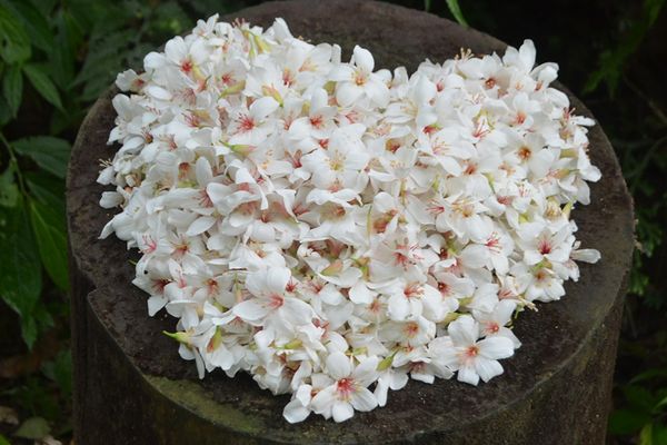 油桐花季節到了 2021 客家桐花祭時間看這裡 油桐花步道一日遊景點推薦 Line旅遊