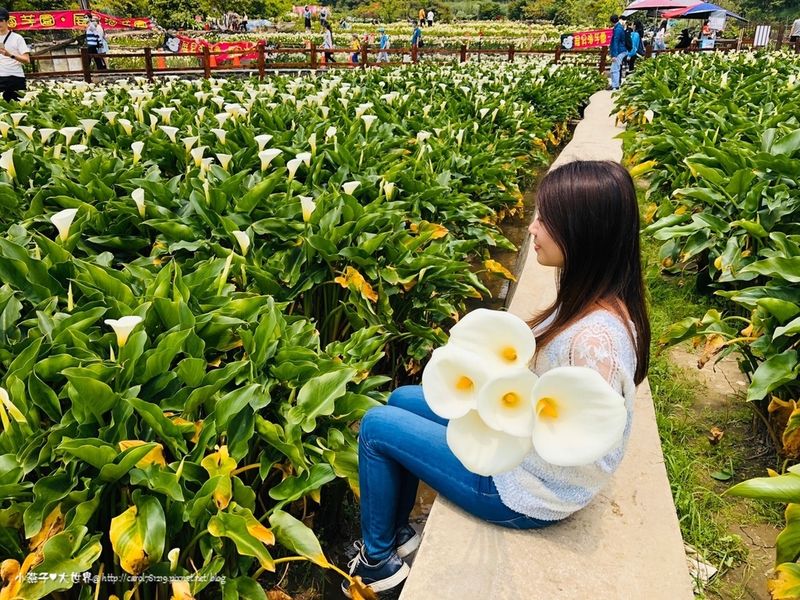 陽明山海芋田