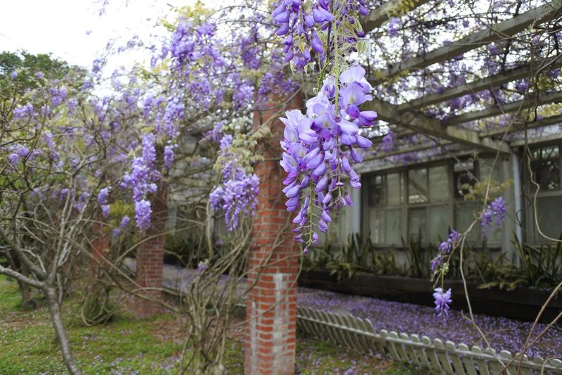 紫藤花季賞花景點推薦 台北陽明山國家公園