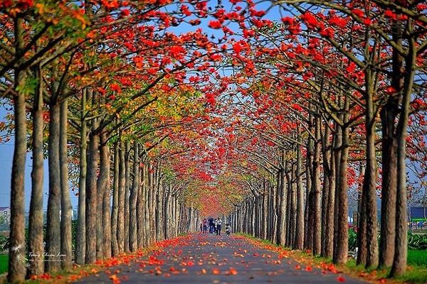 林初埤木棉花道 @chien Lan