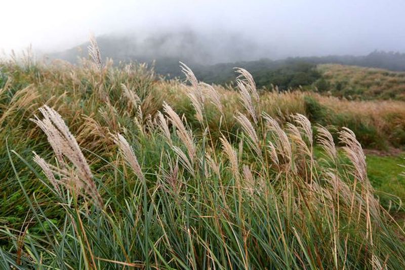 陽明山芒草季