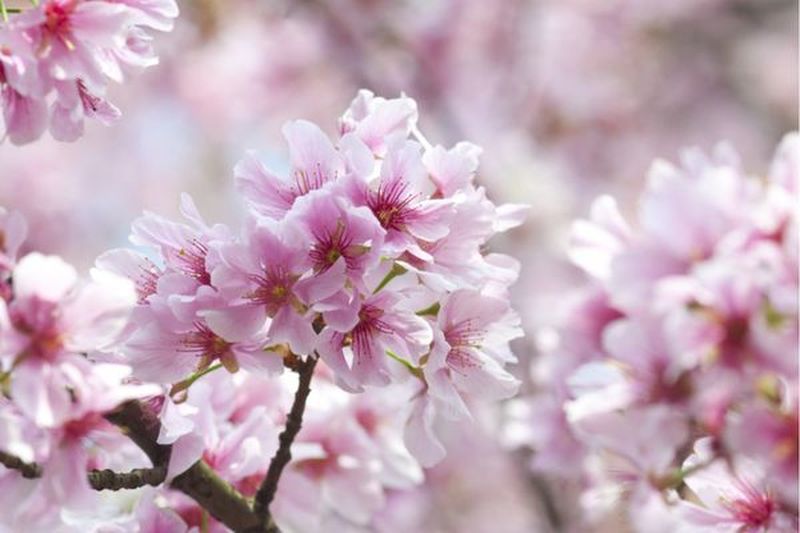 陽明山櫻花季